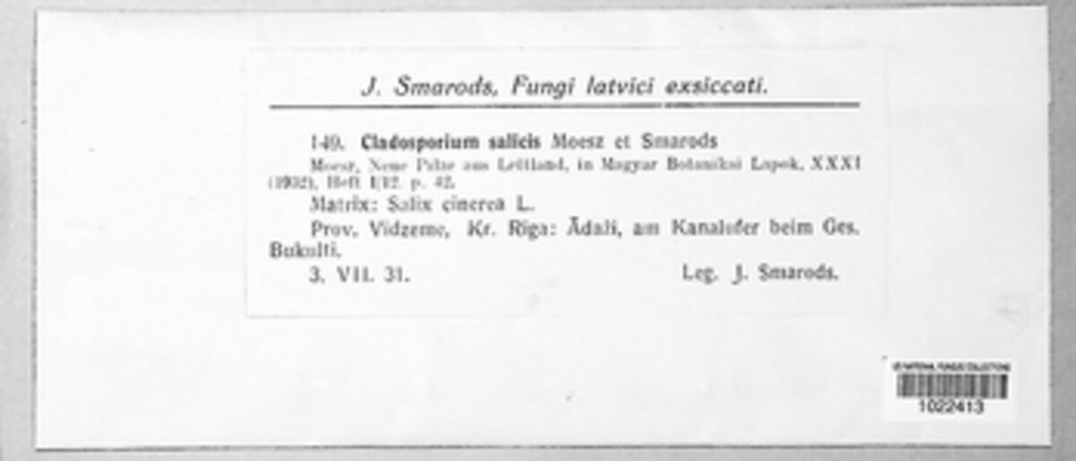 Fusicladium salicis image